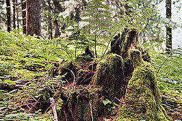 Bernhard Saalfeld - Wald (8v9)
